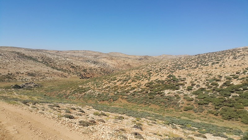 The Institute of Environment to implement a reforestation project in Tannourine